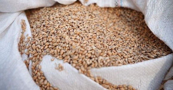 На ринках Африки та Близького Сходу російська пшениця витісняє європейську фото, ілюстрація