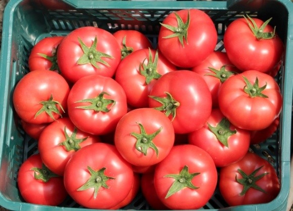 Надлишок рожевих помідорів на ринку України починає сильно тиснути на ціни фото, ілюстрація