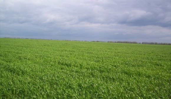 Початок травня був сприятливий для зернових культур, – Укргідрометеоцентр фото, ілюстрація