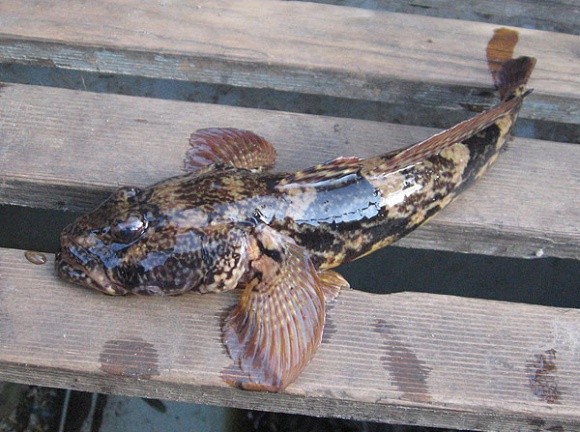 Запаси промислових видів риб в Азовському морі є сталими, — Держрибагентство  фото, ілюстрація