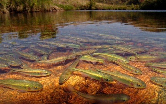 Госрыбагенство запустит рыбу в реки на 10 млн грн фото, иллюстрация