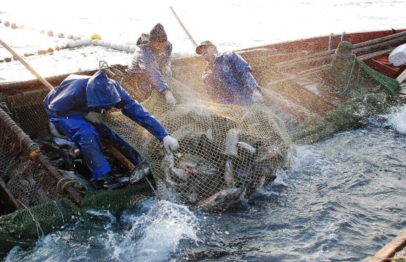 В Україні посилять контроль за безпечністю риби та рибопродуктів фото, ілюстрація