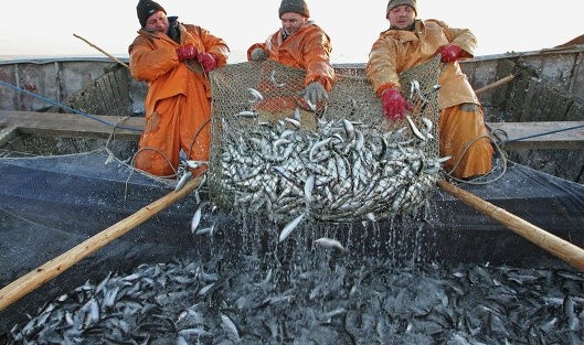 Рибні ресурси Азовського моря практично знищено, — Асоціація рибалок фото, ілюстрація