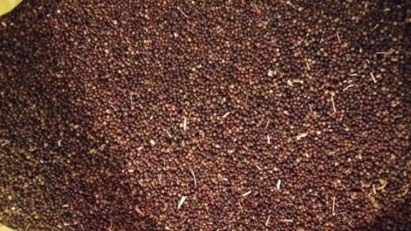 На Запоріжжі шахраї заволоділи близько 400 тоннами зерна ріпаку вартістю понад 4 млн грн фото, ілюстрація