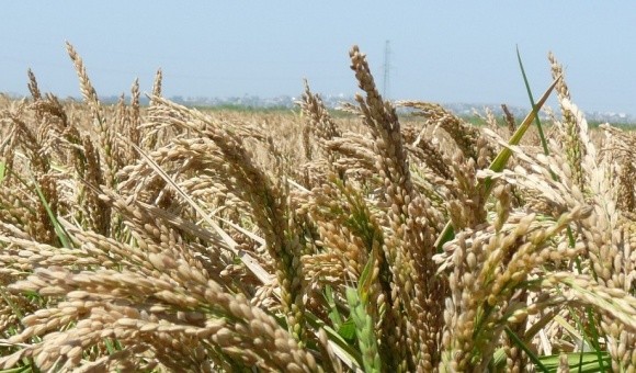 Агролайфхак: капельное орошение риса на 250% эффективнее, чем традиционное затопление фото, иллюстрация