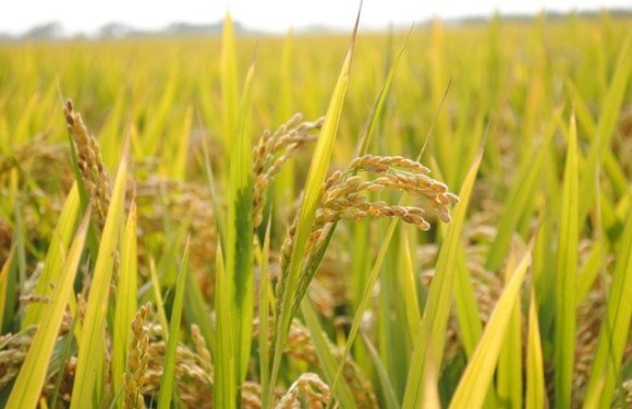 Херсонський насіннєвий рис поїхав у Казахстан фото, ілюстрація