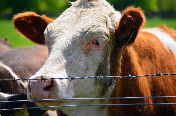 Недофінансування програм контролю захворювань стримує експорт продуктів тваринництва фото, ілюстрація