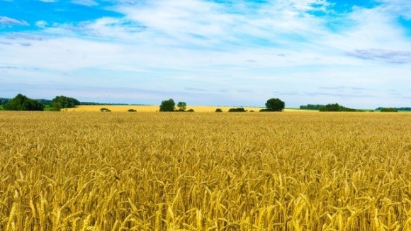 Ринок землі матиме негативний вплив на економіку України фото, ілюстрація