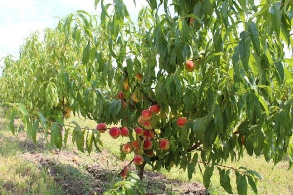 У Львівській області зростає кількість персикових садів фото, ілюстрація