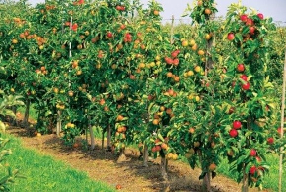 Мульча з міскантуса виявилася не гірше гербіцидів для захисту яблунь від бур'янів, — вчені  фото, ілюстрація