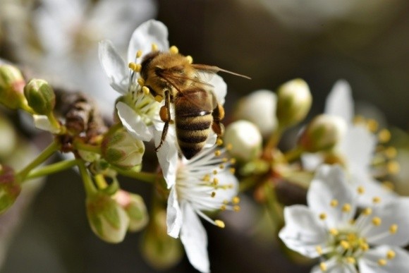 Топ-7 овочів та фруктів, що особливо потребують запилення бджолами фото, ілюстрація