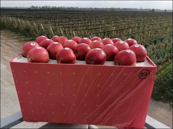 Українська компанія постачатиме яблука преміум-класу до Узбекистану фото, ілюстрація