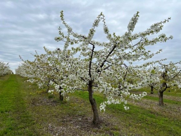На Полтавщині висадили 3,5 тис. саджанців яблунь фото, ілюстрація