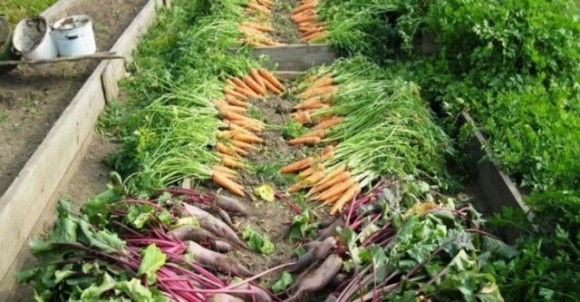 Кіровоградщина збільшила виробництво овочів на третину фото, ілюстрація