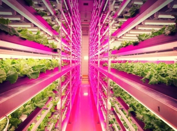 В Японії збудували найбільшу в світі вертикальну ферму з вирощування салату фото, ілюстрація