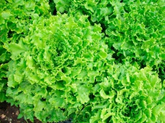 Науковці з Чернігівщини вивели нові сорти салату та огірків фото, ілюстрація