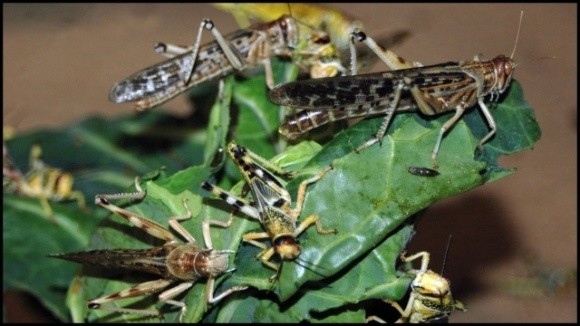 Нашестя сарани. Індія і Пакистан воюють із комахами в розпал пандемії фото, ілюстрація