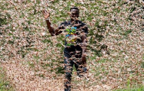 В Кенії тонни сарани переробляють на біокорм та органічне добриво  фото, ілюстрація