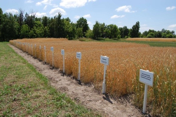 Чому українська селекція зернових програє імпортному насінню? фото, ілюстрація