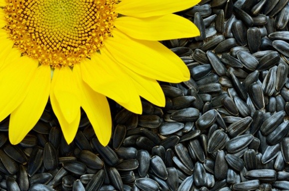 Урожайність соняшнику майже на 35% нижче торішньої фото, ілюстрація