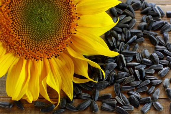 DuPont Pioneer в Україні збільшить частку українського насіння соняшнику в продажах фото, ілюстрація