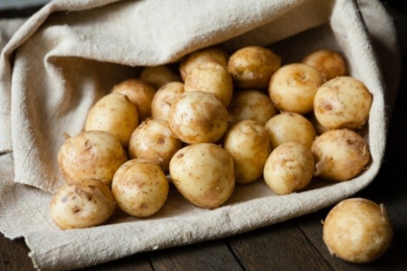 Украинские ученые назвали сорт картофеля, который не интересен колорадскому жуку фото, иллюстрация