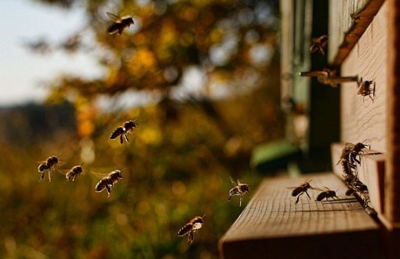 В Мінагрополітики розповіли пасічникам, що робити у випадку отруєння бджіл фото, ілюстрація