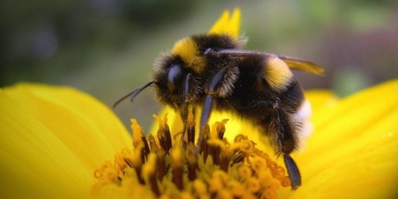 Вчені наблизилися до створення нетоксичних для бджіл та джмелів пестицидів фото, ілюстрація