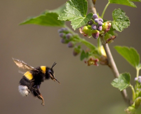 Винайдено інсектицид, який нищить шкідників, але не чіпає бджіл фото, ілюстрація
