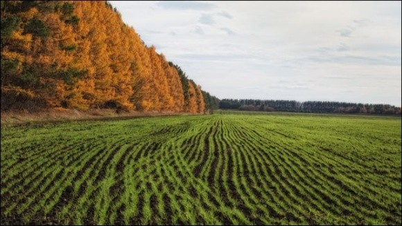 Українські аграрії засіяли озимими три чверті запланованих площ фото, ілюстрація