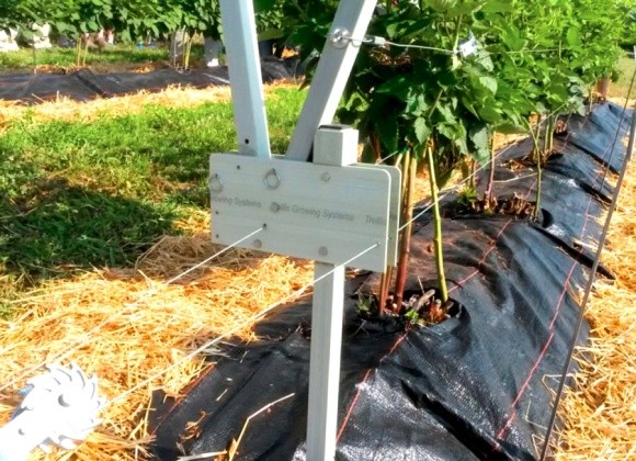 Агролайфхак: выращивание ежевики с использованием поворотной шпалеры фото, иллюстрация