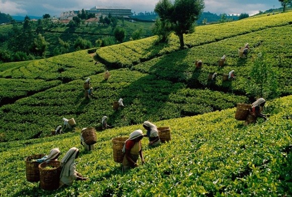 Чайна промисловість Шрі-Ланки потерпає через заборону гліфосату фото, ілюстрація