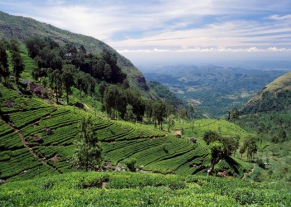 Шрі-Ланка скасовує заборону на хімікати у сільському господарстві фото, ілюстрація