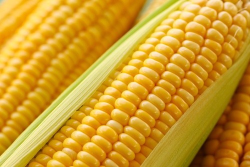 Аграрий из штата Вирджиния установил мировой рекорд урожайности кукурузы фото, иллюстрация