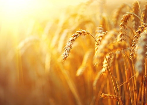 Україна експортувала пшениці на 1.87 мільярда доларів фото, ілюстрація