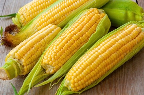 Індія буде імпортувати кукурудзу з України фото, ілюстрація