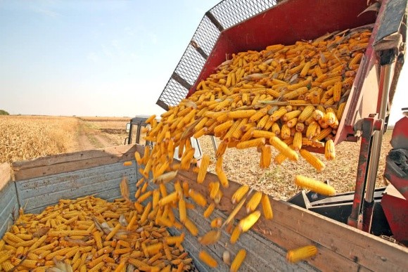Україна планує експортувати 27 млн тонн кукурудзи у 18/19 МР, - УЗА фото, ілюстрація