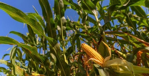 Через втрати внаслідок посухи фермери Вінниччини залишають силосні гібриди кукурудзи на зерно фото, ілюстрація
