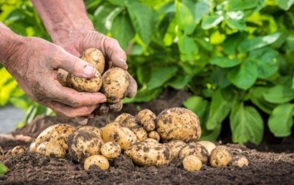 Погодні умови на Черкащині несприятливі для картоплі фото, ілюстрація