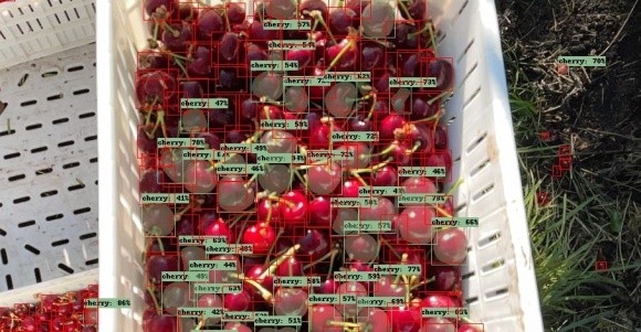 Винайдено технологію, що допомагає прогнозувати урожай, визначаючи розмір плодів фото, ілюстрація
