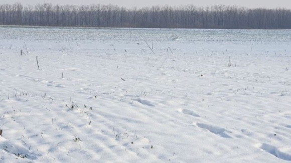 В Укргідрометцентрі розповіли, як сильні морози в Україні вплинули на майбутній урожай фото, ілюстрація