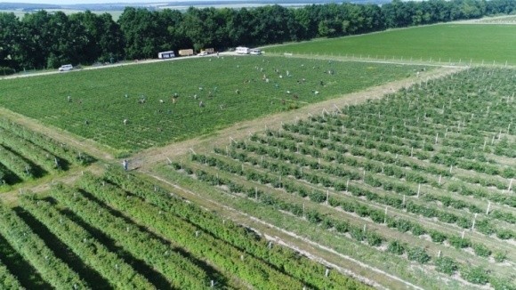 Як на Вінничині заробляють на ягодах цілий рік? фото, ілюстрація