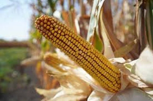 Посуха знизить собівартість кукурудзи, але затримає сівбу озимини, – аналітики фото, ілюстрація