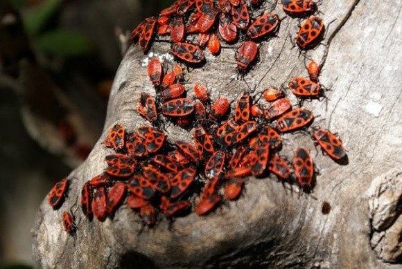 В Австралазії відкриють 20 заводів з виробництва комах для комбікормів фото, ілюстрація
