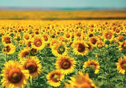 Україна залишається лідером світового виробництва соняшнику, - експерти фото, ілюстрація