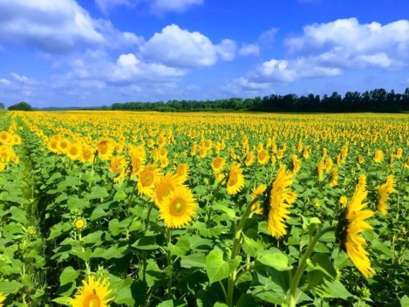 Найрентабельнішим у 2019 році було виробництво насіння соняшнику, — експерт фото, ілюстрація