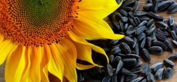 Низькі запаси соняшника в Україні прискорюють зростання цін фото, ілюстрація