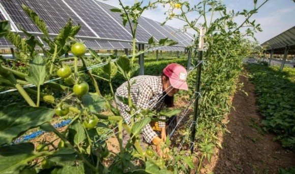 Сонячні панелі збільшують урожай помідорів фото, ілюстрація