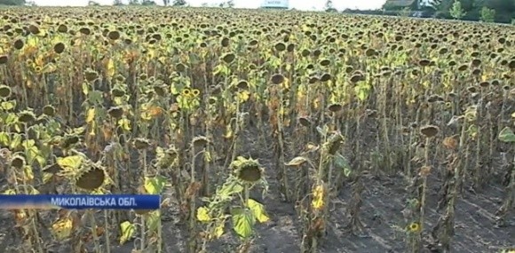Украина рискует остаться без подсолнечника: жара выжигает урожай фото, иллюстрация