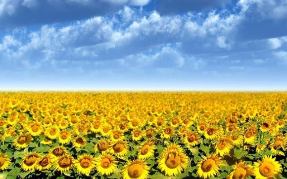 Затримка збирання соняшника в Україні призводить до зростання цін фото, ілюстрація
